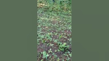 tanaman jahe gajah usia 1 bulan