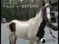 Before and After: SAFE Rescue Horses