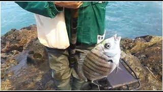 صيد سمك شرغو بيلوطا و صيد بوري المغرب 2018