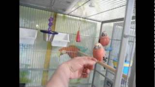 Letting the birds out for a fun time in my bird room