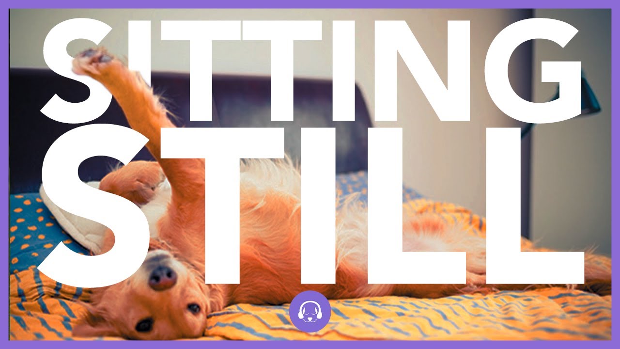 Why Won't My Dog Won't Sit Still? Dog Training with Leah YouTube