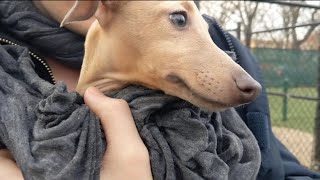Our Italian Greyhound Puppy Goes to the Dog Park for the FIRST TIME!