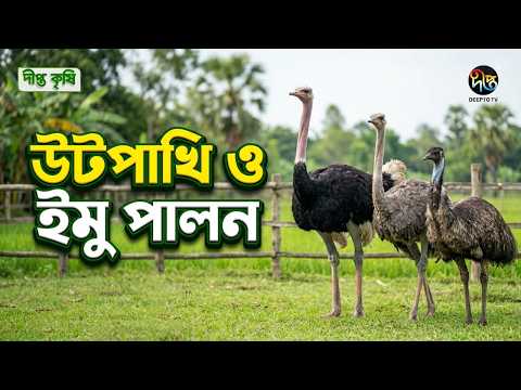 Deepto Krishi l উটপাখি ও ইমু পালন | Ostrich & Emu Farming in Bangladesh l