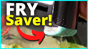 2 Easiest Ways to Fry Proof Your Filter!