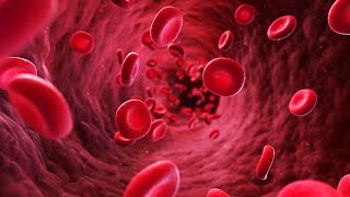 How Does Blood Works in Human Body