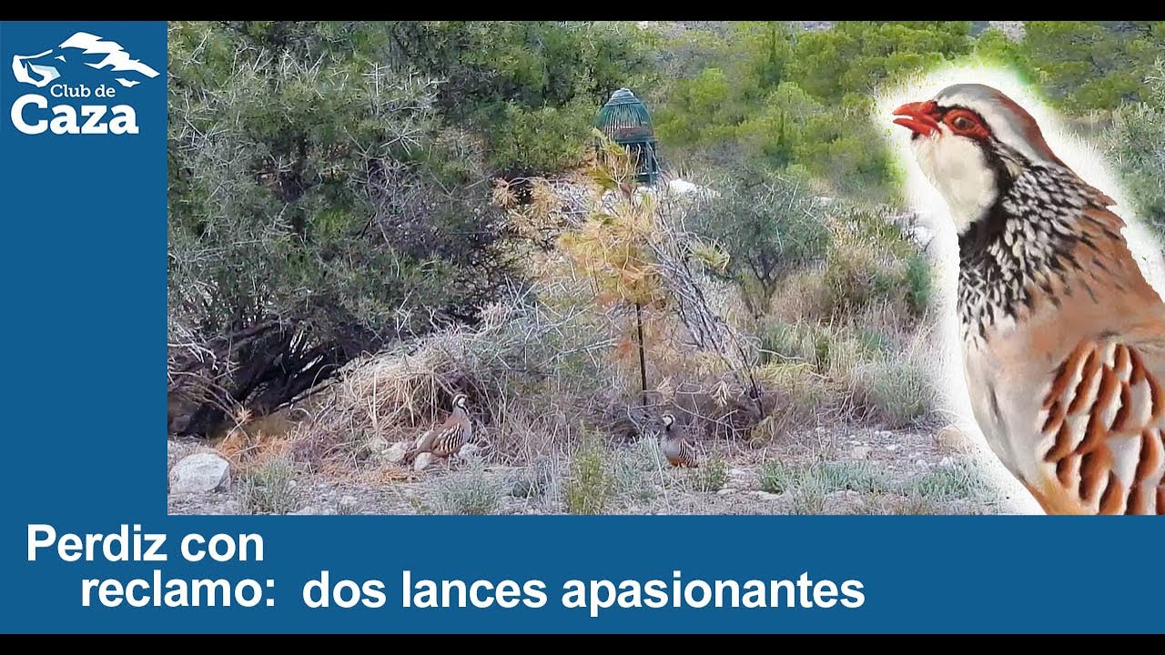 Perdiz con reclamo: dos lances apasionantes