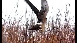 Northern Harrier. Explore.org 08 January 2021