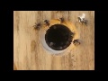 My Bees , Cleaning the Hive   Copy