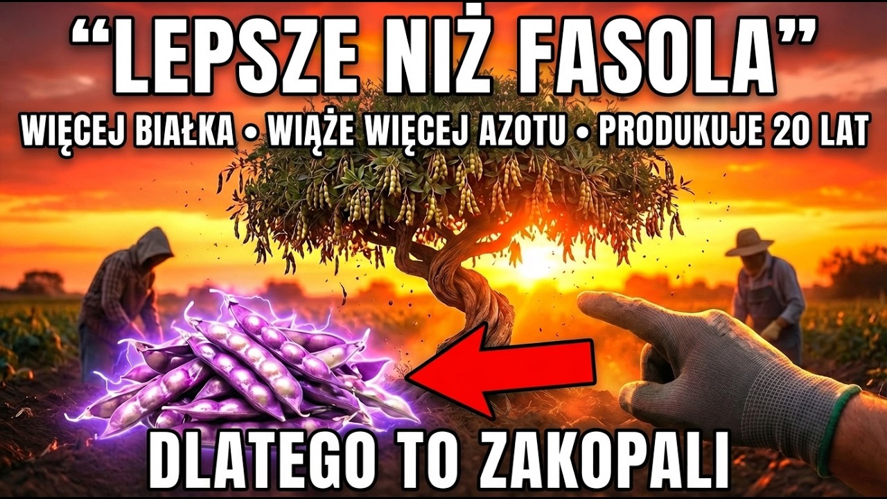 Lepsze Niż Fasola: Więcej Białka, Wiąże Więcej Azotu, Plonuje Przez 20 Lat