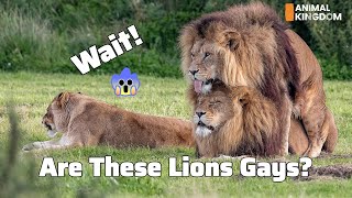 Gay Lions of Kenya: Wild Love in the Savannah - Arc D. Wildlife 