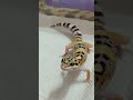 Юкки♥️ #phonk #music #beats #remix #dnb #животные #reptiles #рептилии #gecko