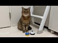 オヤツの為ならとベルを鳴らし散らかす猫が可愛すぎた件