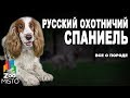 Русский охотничий спаниель - Все о породе собаки | Собака породы - Русский охотничий спаниель