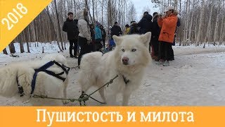 Эльбрус - питомник ездовых собак. Хаски, самоеды и маламуты милота!