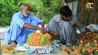 Loquat Fruit Benefits in Urdu| Lokat ke faeday| Loquat Facts Review| Loquat Garden Kallar Kahar screenshot 5