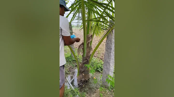 Fertilize Sea Salt to the coconut tree.