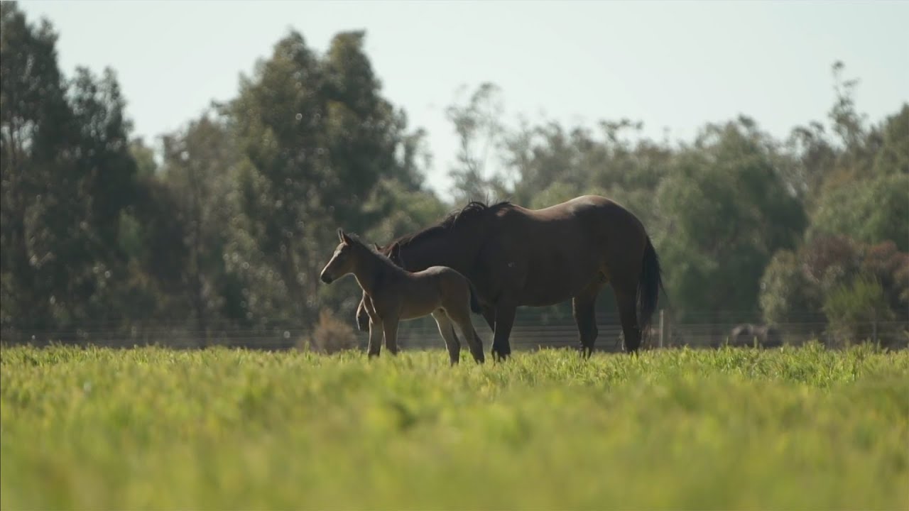 A fascinating insight into how Swettenham care for the welfare of your mares, and manage the booking