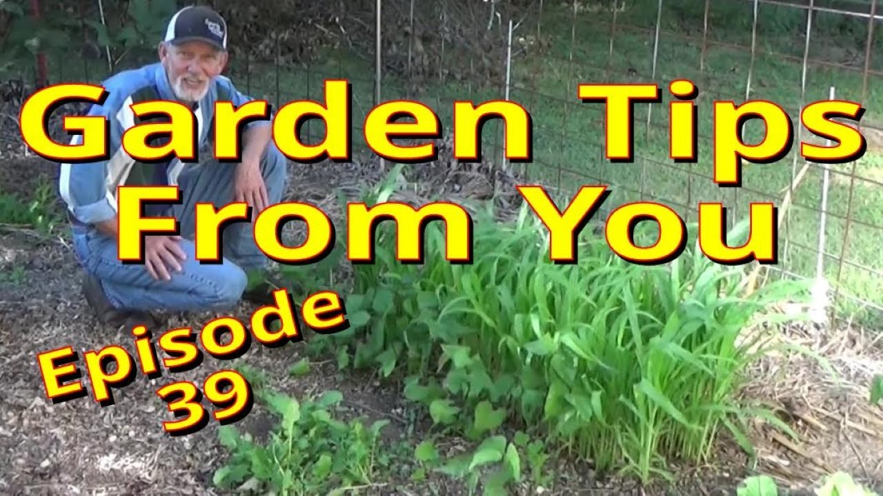 Garden Review and You, Episode 39, Fall Gardens 9-30-23 - YouTube