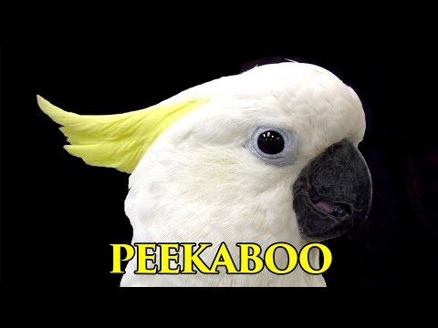 Video: Habari Yote Kuhusu Cockatoo