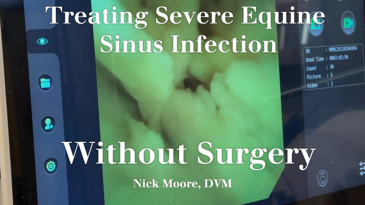 Treating Severe Equine Sinus Infection Without Surgery
