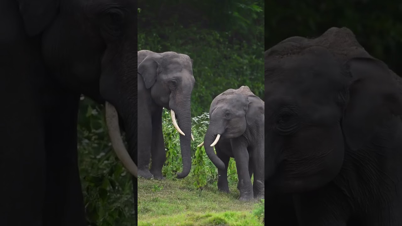 Elephant 🐘 herd crossing road 