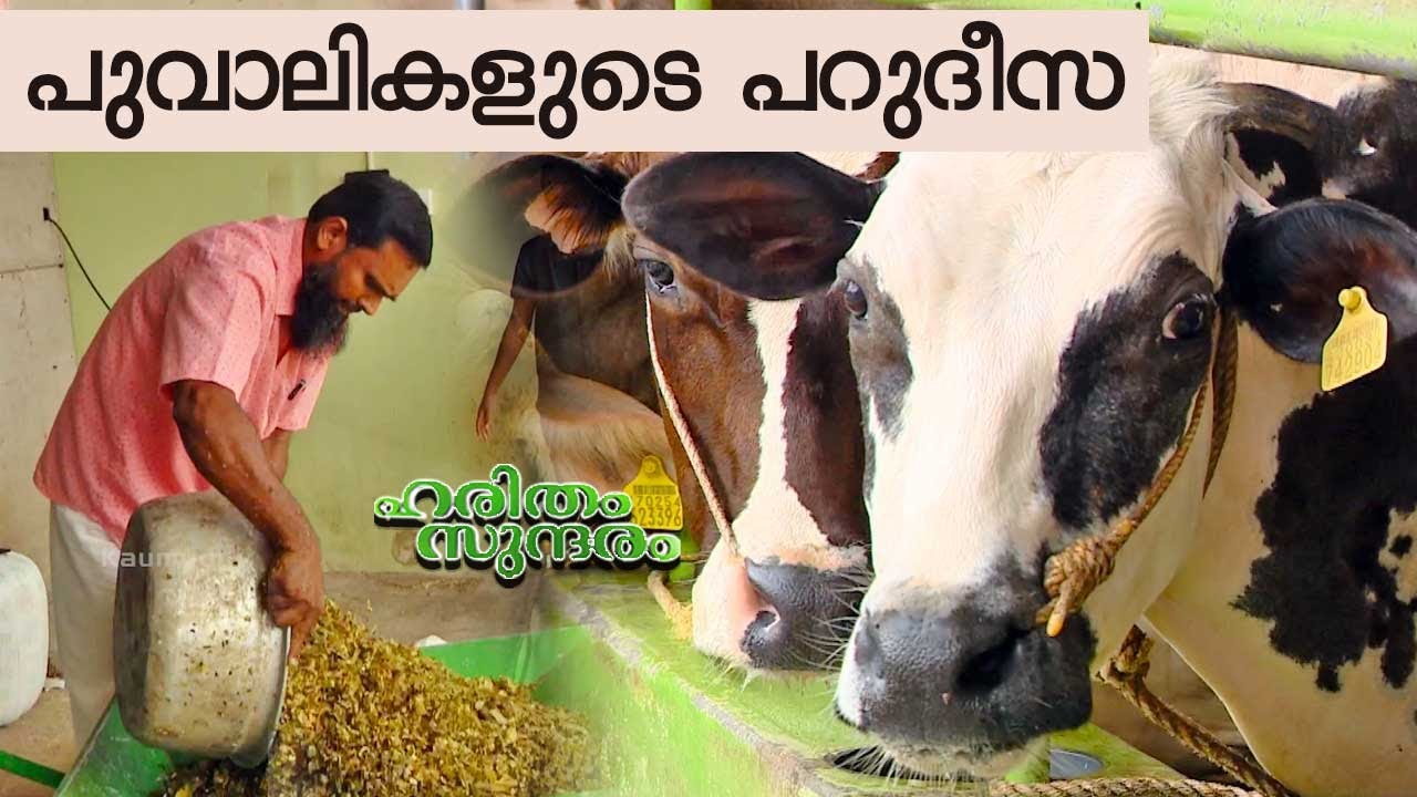 ചിതറ കിഴക്കേഭാഗം ബില്ല ഡയറി ഫാമിൻ്റെ വിജയഗാഥ | Billa Dairy Farm, Chithara | Haritham Sundaram EP 479