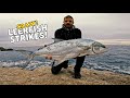 Crazy Leerfish Strikes | Shore Jigging