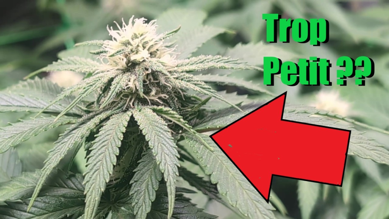 Le développement se passe bien ? Un grow de mars hydro sous la sp3000, 5e de flo!!