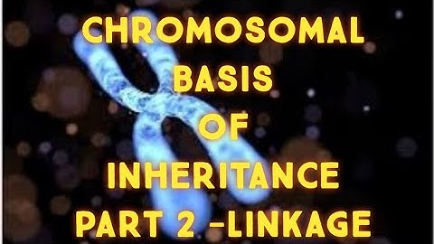 TN 12th Bio botany chapter-3 CHROMOSOMAL BASIS OF INHERITANCE- Linkage