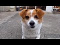 【木くずくるくるリサイクル】