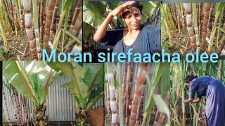 Shonkora haarame ,moraa sirefaacha olee.uuuuuuff qoreen shonkora haarka naa fixe @ADAMATUBE#