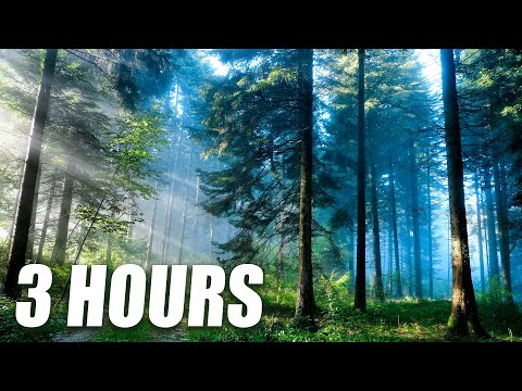 3 HOURS Forest Sounds | Woodland Ambience, Bird Song, Relaxing River Sounds - Peaceful Forest River indir