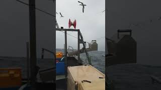 Fishing for mackerel in Shetland, auto fishing