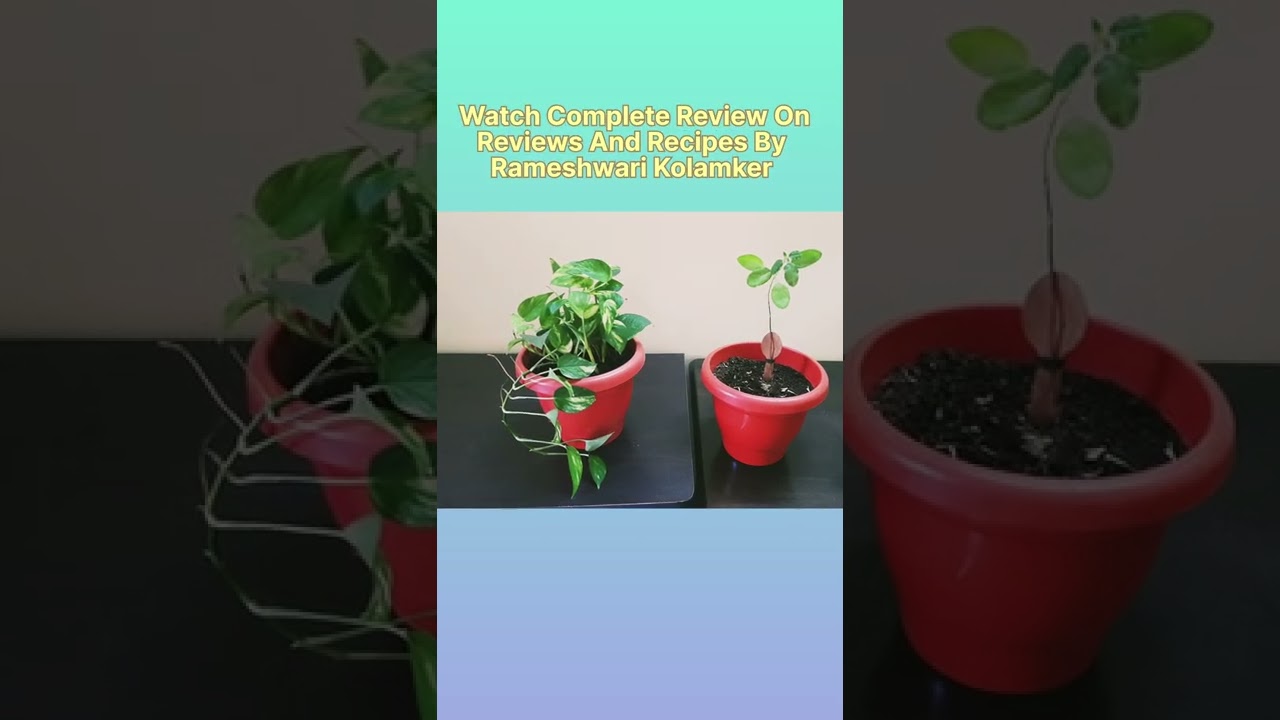 Kraft Seeds Plastic Planter Pots Shorts 