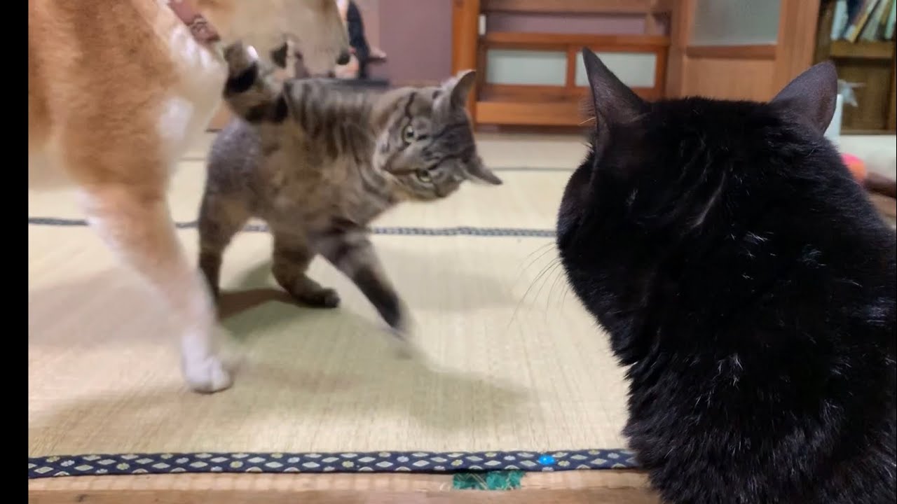 犬と猫のぶつかり稽古を特等席で観戦する猫 Dog Vs Cat Wrestling Youtube
