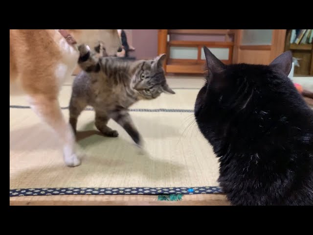 犬と猫のぶつかり稽古を特等席で観戦する猫 Dog VS Cat Wrestling