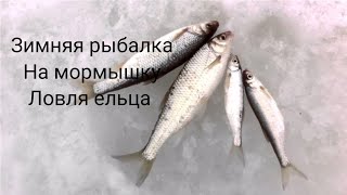 Зимняя ловля ельца на мормышку