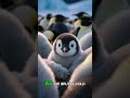 A Penguin chick, separated from his parents is struggling for survival #viral #shorts #animalstories