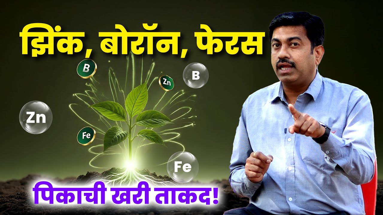 झिंक–बोरॉन–फेरस ची कमतरता ओळखा | सूक्ष्म अन्नद्रव्यांचा बूस्टर प्लॅन | Fertilizer Mixing | AgroStar