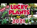 LUCKY PLANTS FOR 2021