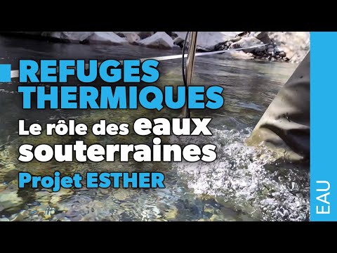 Refuges thermiques : les eaux souterraines jouent-elle un rle ?