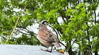 I V   Posted 7 6 26   IMG 9361