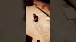 😀 Anadolu Expresi 🐈⬛🤣🤣