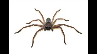 kill it with fire