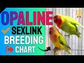 OPALINE Lovebirds Breeding Chart - SEXLINK Mutation Cross Breed (Tagalog)