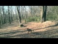 Dog Tracking Classes in Northern Virginia! K9 Tracking! Search and Rescue Training Northern Virginia Dog Tracking Classes in Northern Virginia! K9 Tracking! Search and Rescue Training Northern Virginia