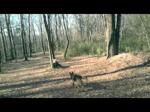 dog-tracking-classes-in-northern-virginia!-k9-tracking!-search-and-rescue-training-northern-virginia