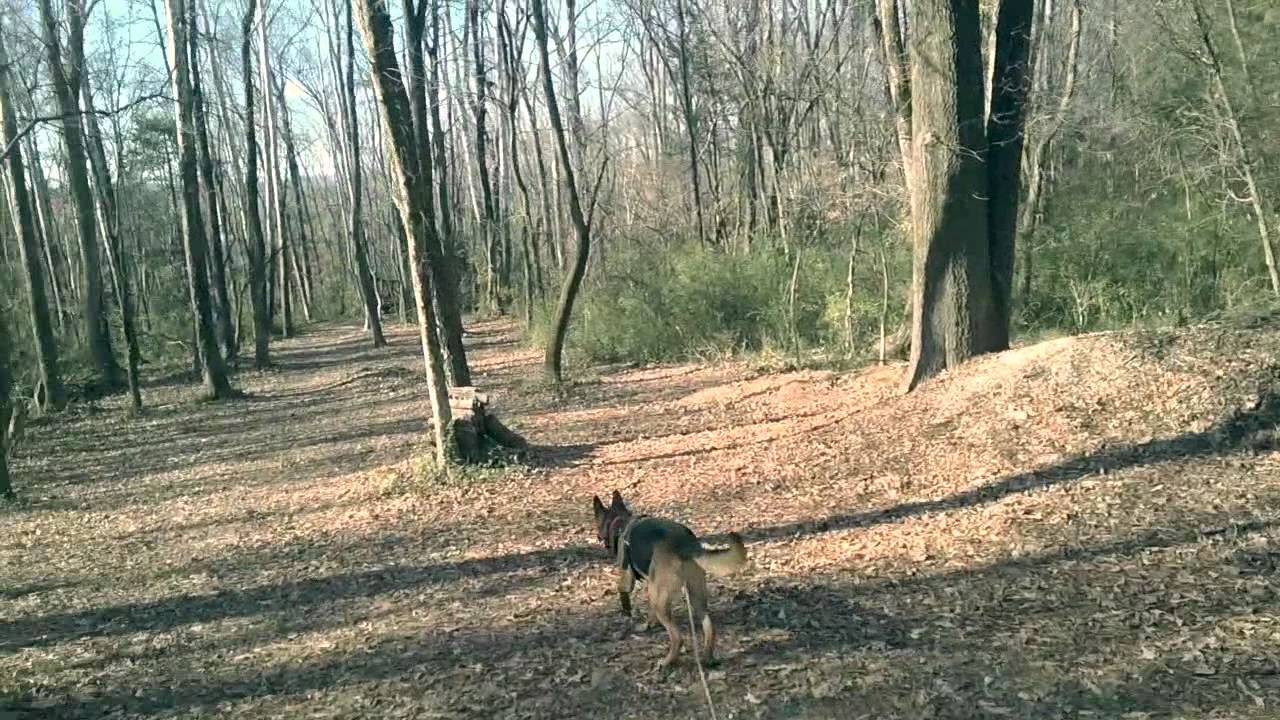 Dog Tracking Classes in Northern Virginia! K9 Tracking! Search and