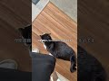 会社猫ふくの日常😸守衛が玄関で出迎えてくれます✨セクシー守衛ふくの7日間に密着💘はYouTubeで公開中です😊#株式会社日章 #会社猫 #守衛