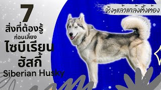 สุนัข Siberian Husky I 7 สิ่งต้องรู้ก่อนเลี้ยง หมาไซบีเรียน ฮัสกี้!!